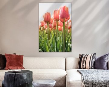 Tulipes roses sur Marjan Schmit Visser