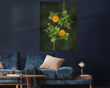 Goudsbloem uit de serie Vliegzalf van Marianna Geraci