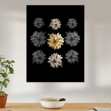 Huislook uit de serie Vliegzalf