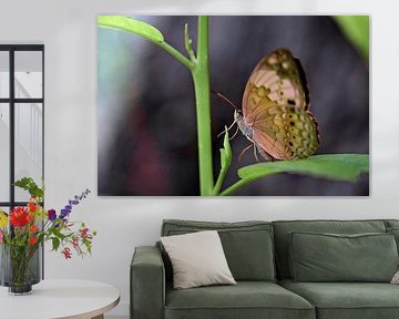 The fragile elegance of a butterfly with spotted, colourful wings by Frank Photos