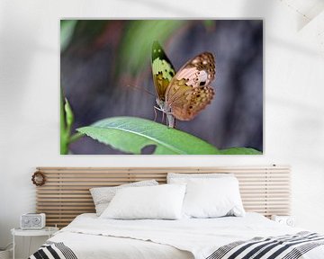 The fragile elegance of a butterfly with spotted, colourful wings by Frank Photos