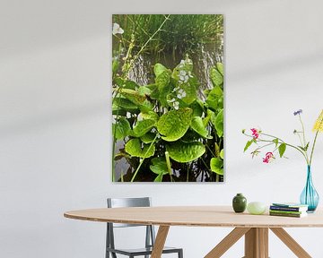 Tropical harmony: aquatic flowers and lush foliage in Indonesia
