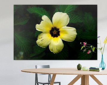 Yellow and black tropical flower, fragile and radiant beauty