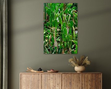 A forest of green cacti with graphic, prickly shapes by Frank Photos