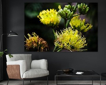 Vibrant exotic yellow flowers in the heart of Bogor's natural environment
