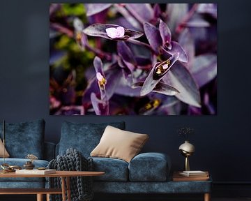 A discreet floral burst amid a sea of purple leaves
