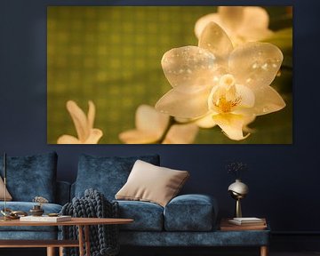 Orchid with dewdrops on the petals. Orchid stem with flowers by Martin Köbsch