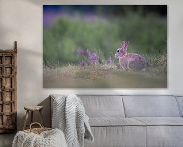 Bunny on the moors by Sam Mannaerts