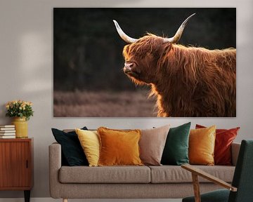Schotse Hooglander in het Gouden Licht van Hevonax Photography