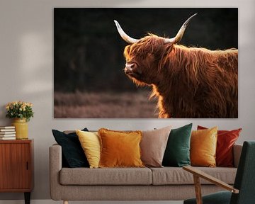 Schottischer Highlander im goldenen Licht