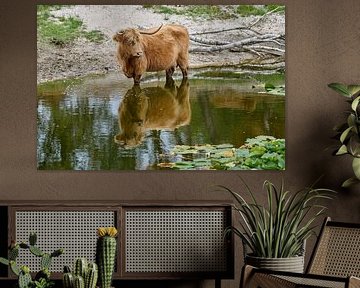 Schotse Hooglander in het water van Ellen Duvekot