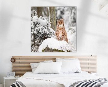 Lynx in de sneeuw II van Daniela Beyer