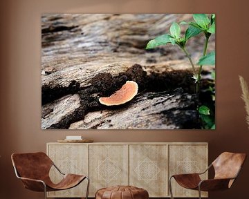 Orange fungi on decaying dead wood by Frank Photos
