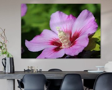 Hibiscus arbustif