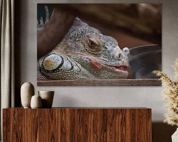 Iguanas by Bert Verweij
