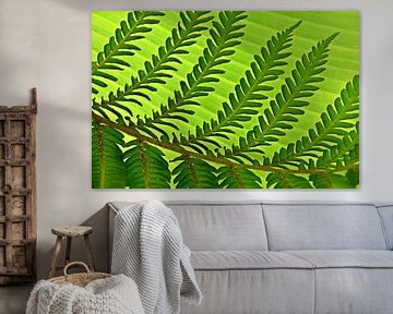 a green tree fern leaf by Werner Lehmann