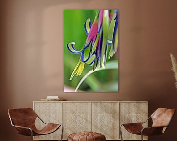 une fleur d'avoine d'intérieur