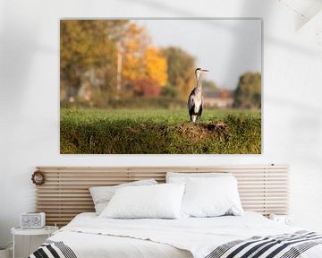 Heron at ditch side with autumn colours as background by Marco van der Zwaag