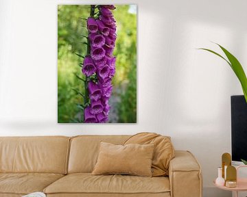 foxglove by foto's van gijs