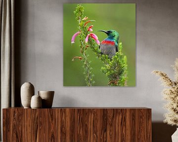 Colours full of life by Zeno Swijtink
