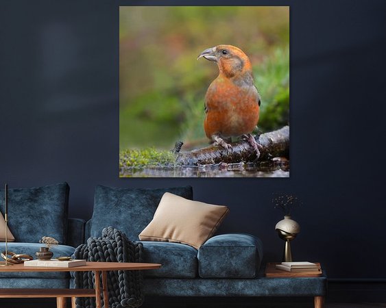 Aperçu de la chambre