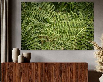 groene varen: bosrijke botanische muurkunst van M. B. fotografie