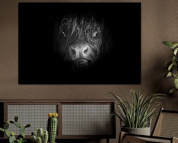schwarzer und weißer schottischer Highlander von M. B. fotografie