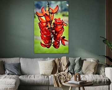 The flamboyant splendour of tropical red jade flowers by Frank Photos