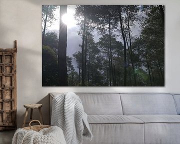 Sonnenlicht filtert durch Kiefernwald 2