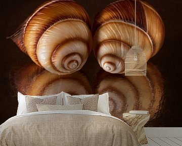 Staring at reflection: two spiral shells looking at own reflections