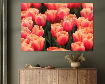 Tulipes roses sur Marjan Schmit Visser