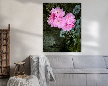 Pink blossoms from an ornamental cherry
