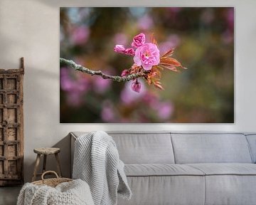 Pink blossoms from an ornamental cherry