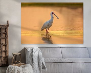 Afrikanischer Löffler im See bei Sonnenuntergang von Chris Stenger