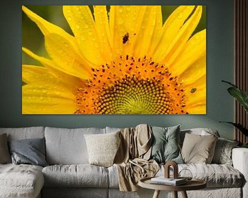 A sunflower in the garden by Claude Laprise
