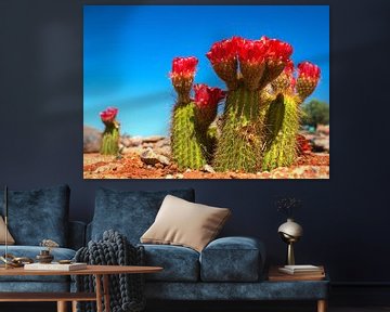 Rood bloeiende cactus in de  Namib woestijn van Rietje Bulthuis