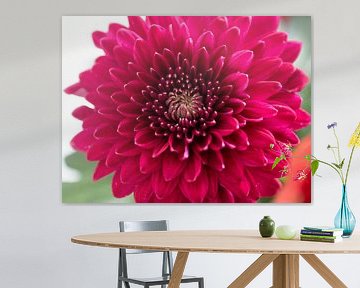 Macro of a Dahlia by Ton Dekkers