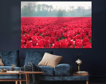 Red tulips - The Netherlands by Marjan Schmit Visser