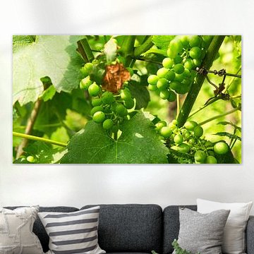 Druiven in rijke kleuren. De wijnstokken met de druiven zijn rijp.