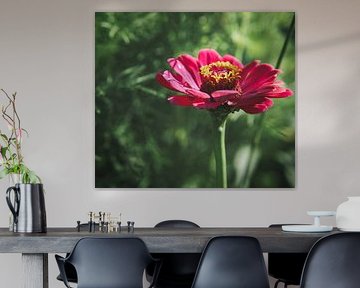 Red flower on a flower meadow with green vegetation in the background.