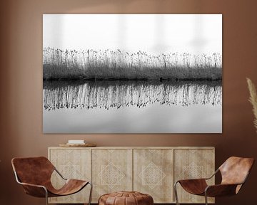 Reed by water by Jim Plaum