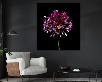 Allium (ornamental onion) . by Jose Lok