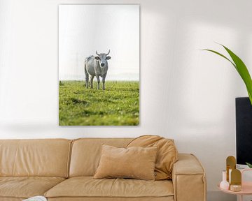 Cow in meadow by Jim Plaum