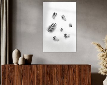 Feathers by Jim Plaum