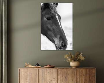 Horse zwart wit van Jim Plaum