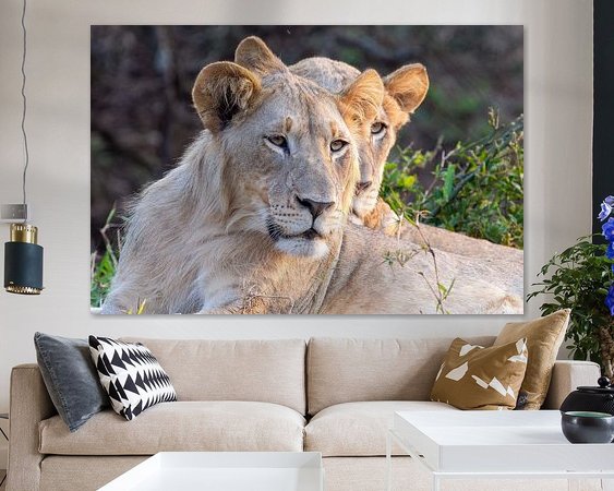 Aperçu de la chambre