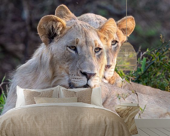 Aperçu de la chambre