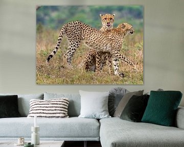 Gepard's von Peter in 't Hout