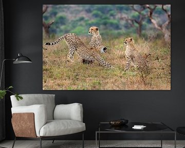 Cheeta's, von Peter in 't Hout