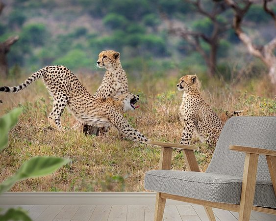 Aperçu de la chambre